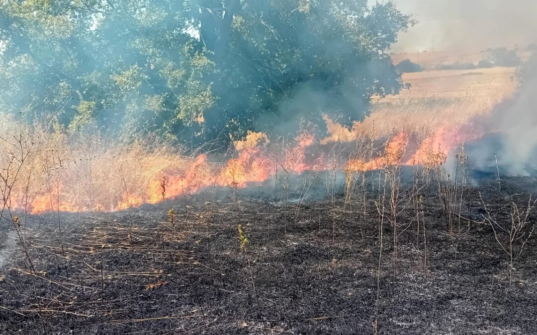 Bruciano parco di Vulci e campagne di Tarquinia: “Fiamme vicino a fotovoltaico e alpaca”