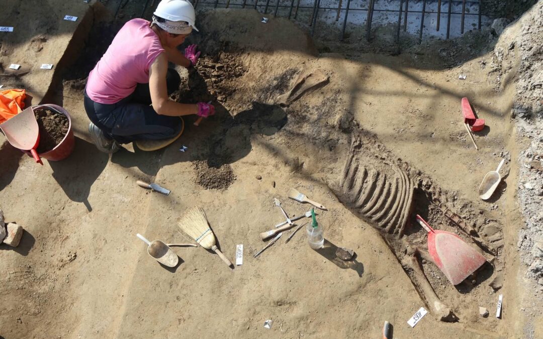 A Padova anche un cavallo nella necropoli Veneta da poco riscoperta