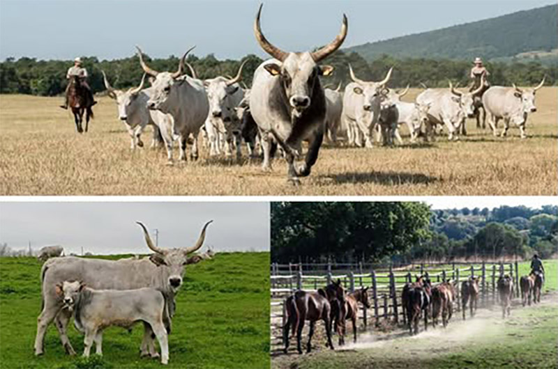 Incontro con l’allevamento Mariotti presso l’area del Parco di Vulci – TusciaUp
