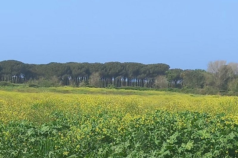 Montalto di Castro: al via gli scavi di Regisvilla il porto di Vulci – TusciaUp